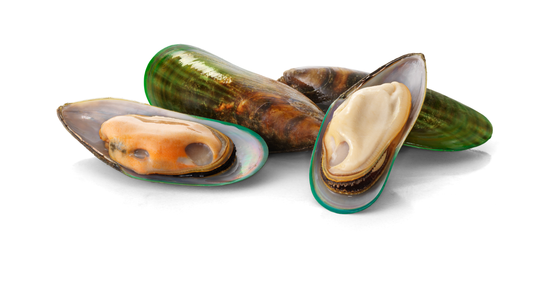 BGB greenshell mussels v2